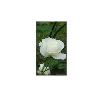 Excellent White Rose 